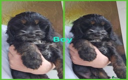 Cockapoo dogs for sale: F1 standard show cockapoo  - Image 2