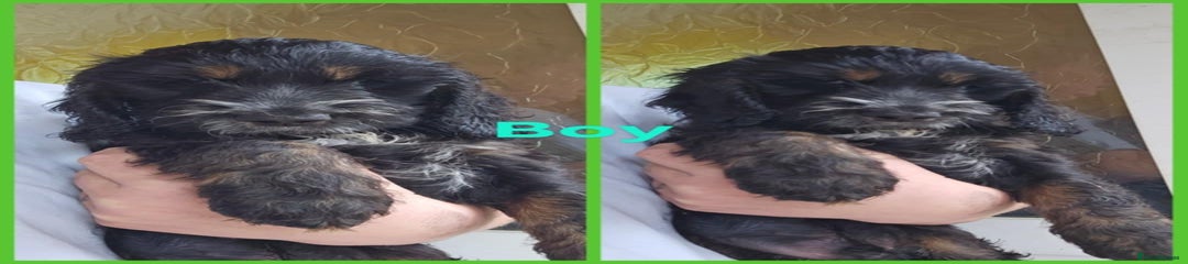 Cockapoo Puppy 1