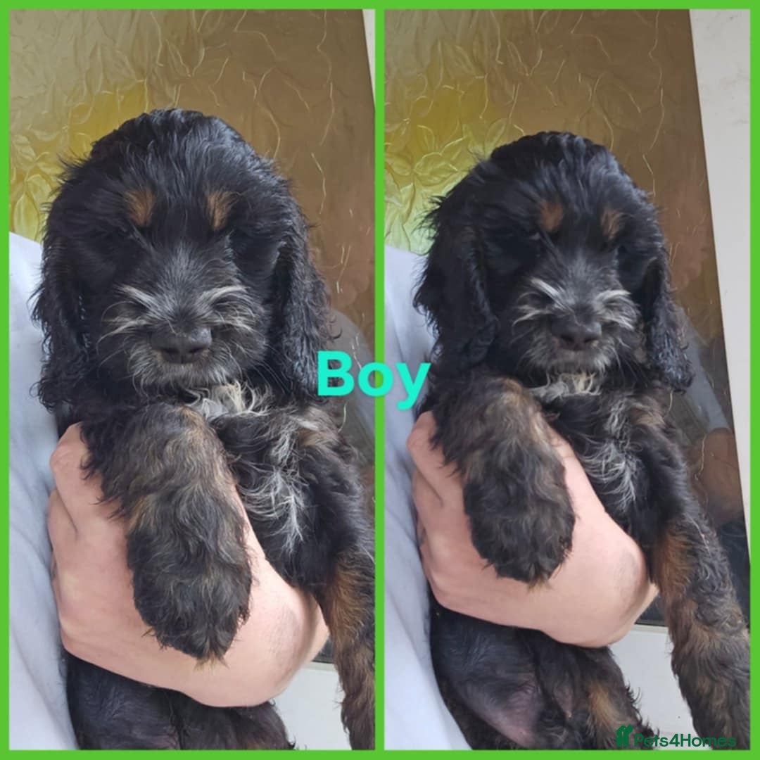 Cockapoo dogs for sale: F1 standard show cockapoo  - Image 2