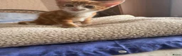 Mixed Breed cats for sale: 3 kittens for sale - Advert 10