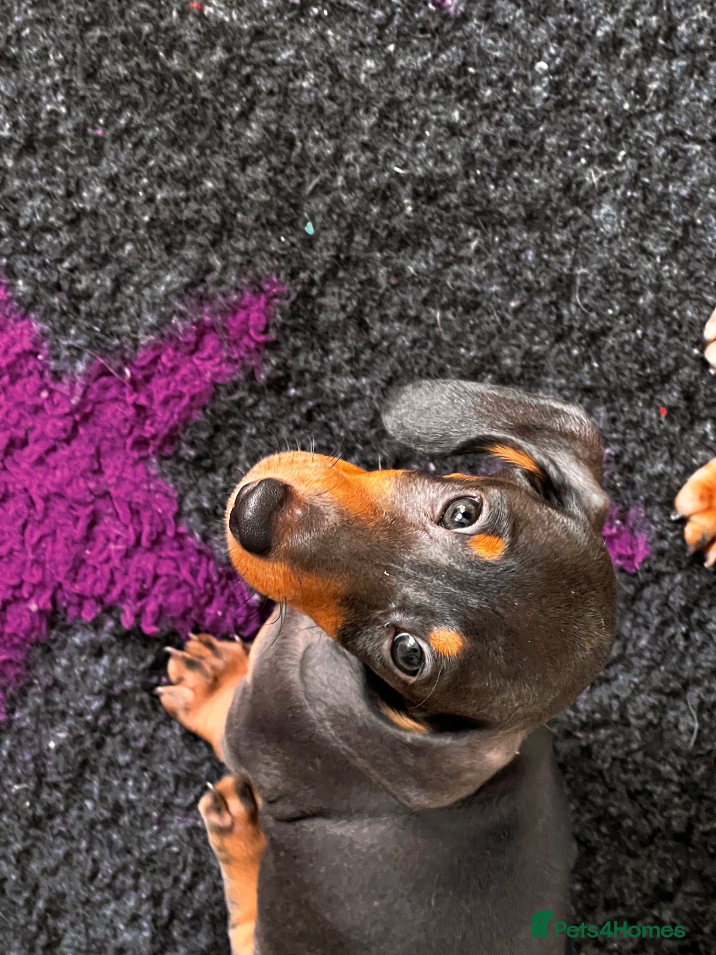 Dachshund dogs Miniature Dachsund Puppies - Advert 3