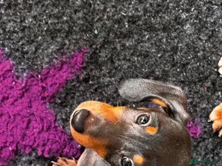 Dachshund dogs Miniature Dachsund Puppies - Advert 3
