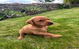 Labrador Retriever dogs for sale: Stunning, KC registered, Fox Red Labrador puppies. - Image 22