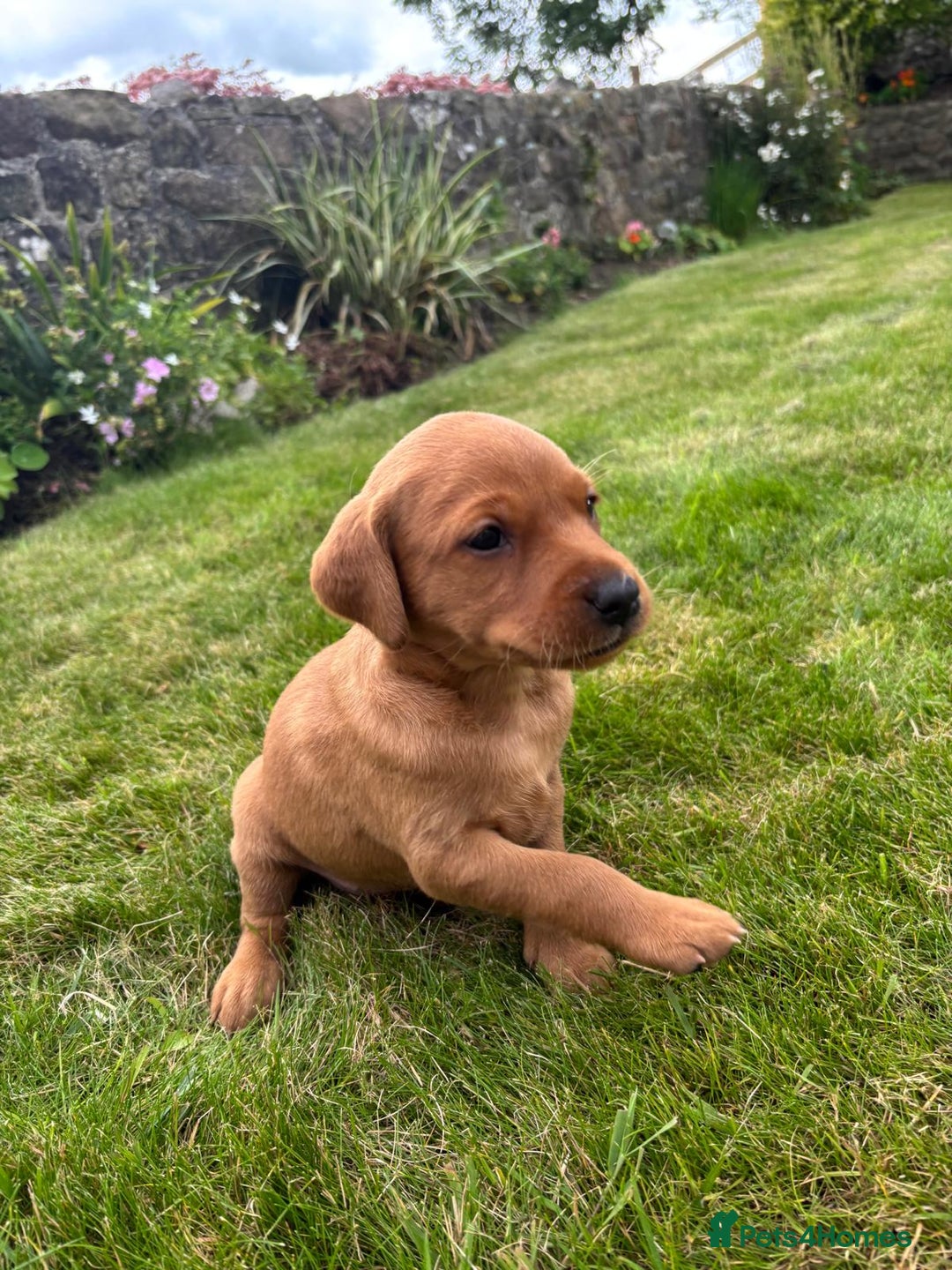 Labrador Retriever dogs for sale: Stunning, KC registered, Fox Red Labrador puppies. - Image 22