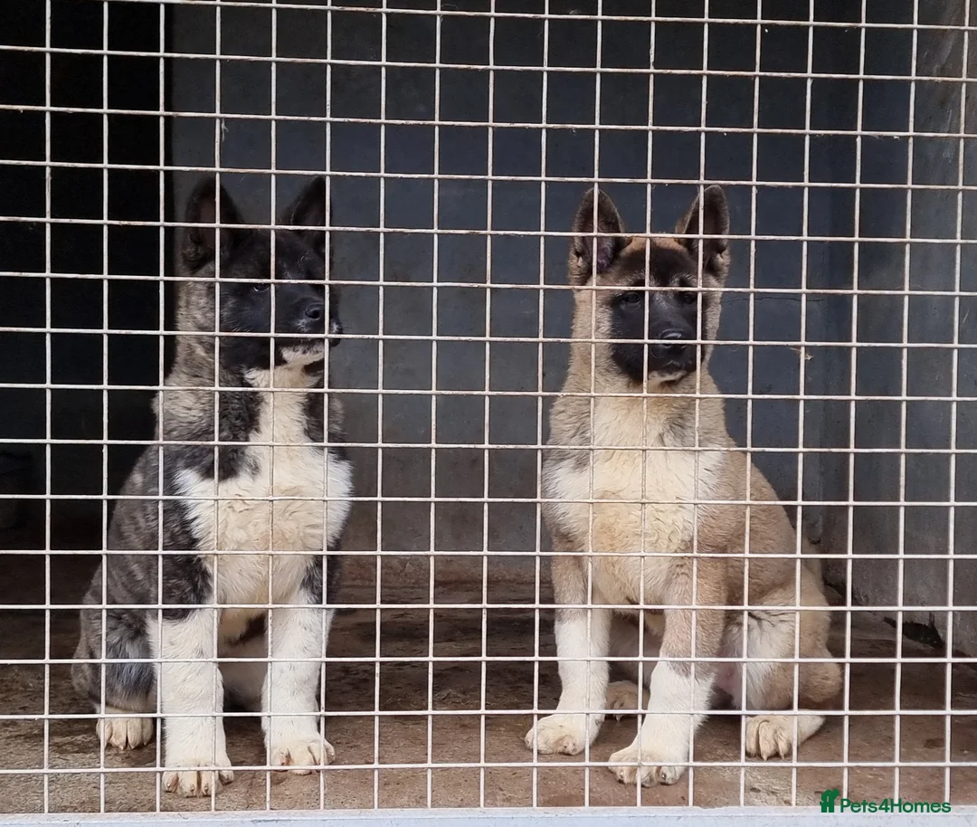 Akita dogs for sale: Kc Registered American Akita Puppies Ready - Advert 1