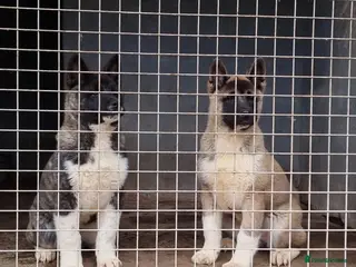 Akita dogs Kc Registered American Akita Puppies Ready - Advert 7