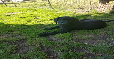 Labrador Retriever dogs - Advert 2