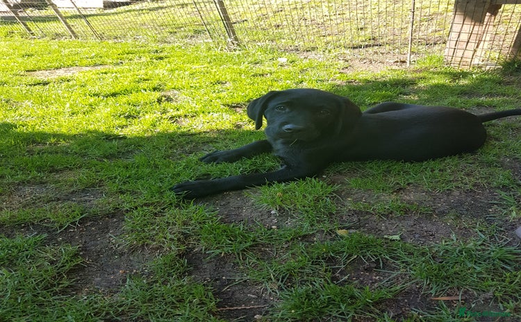 Labrador Retriever dogs - Advert 1