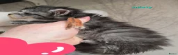 Maine Coon cats for sale: Maine Coon Kittens Russian/European lines - Advert 6