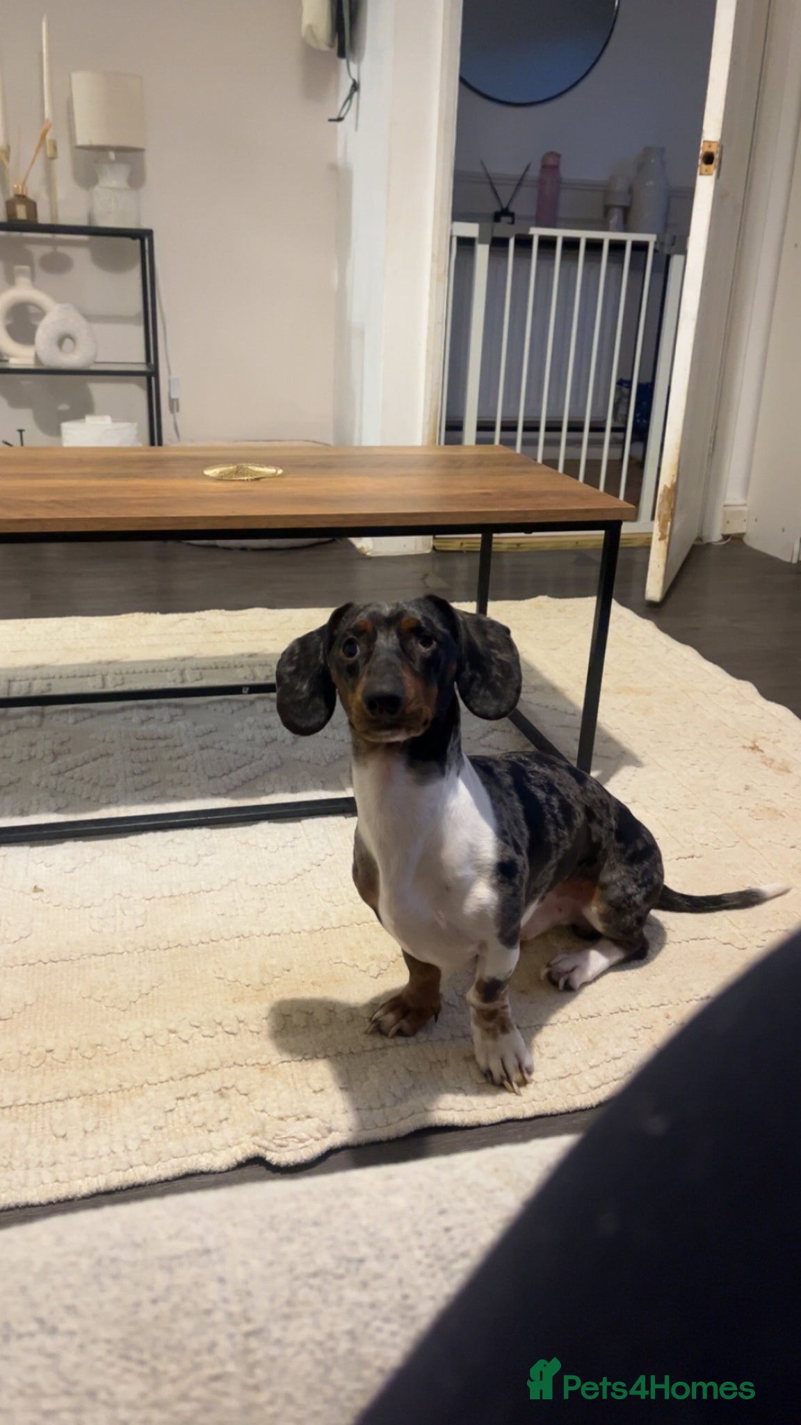 Dachshund dogs Bruno  - Advert 1