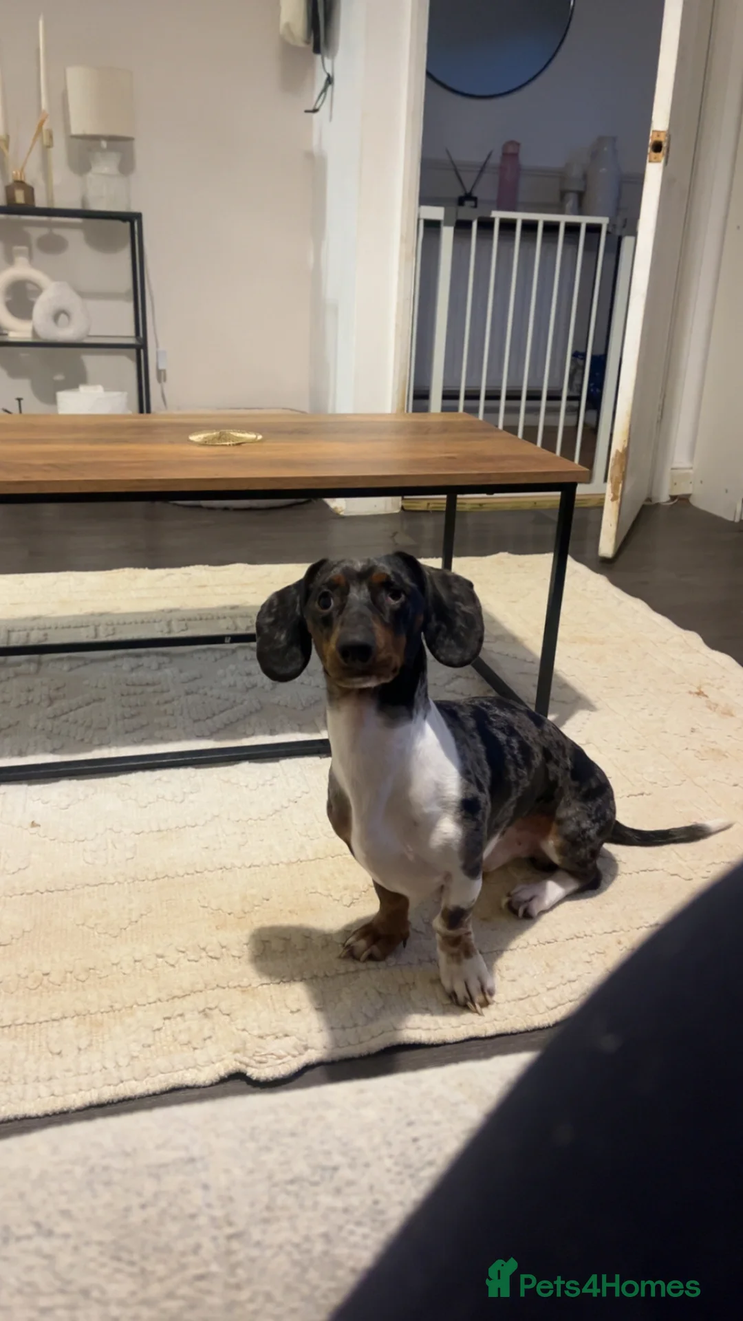 Dachshund dogs for sale: Bruno  in Banbury - Advert 1