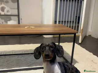 Dachshund dogs Bruno - Advert 1
