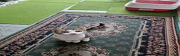 Mixed Breed cats for sale: Tabby Cats 4 Sale in Barking - Advert 24