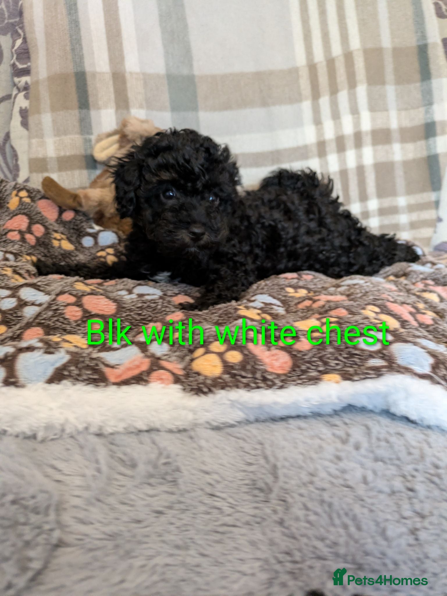 Toy Poodle dogs Toy poodle puppy girls KC , now  9 weeks old s old - Advert 4