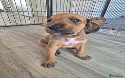Mixed Breed dogs for sale: Lurcher x staff  in Sturminster Newton - Image 11