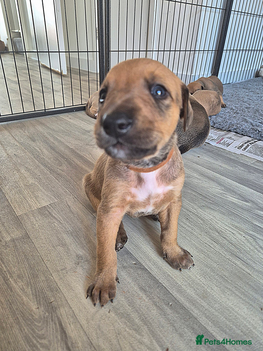 Mixed Breed dogs for sale: Lurcher x staff  in Sturminster Newton - Image 11