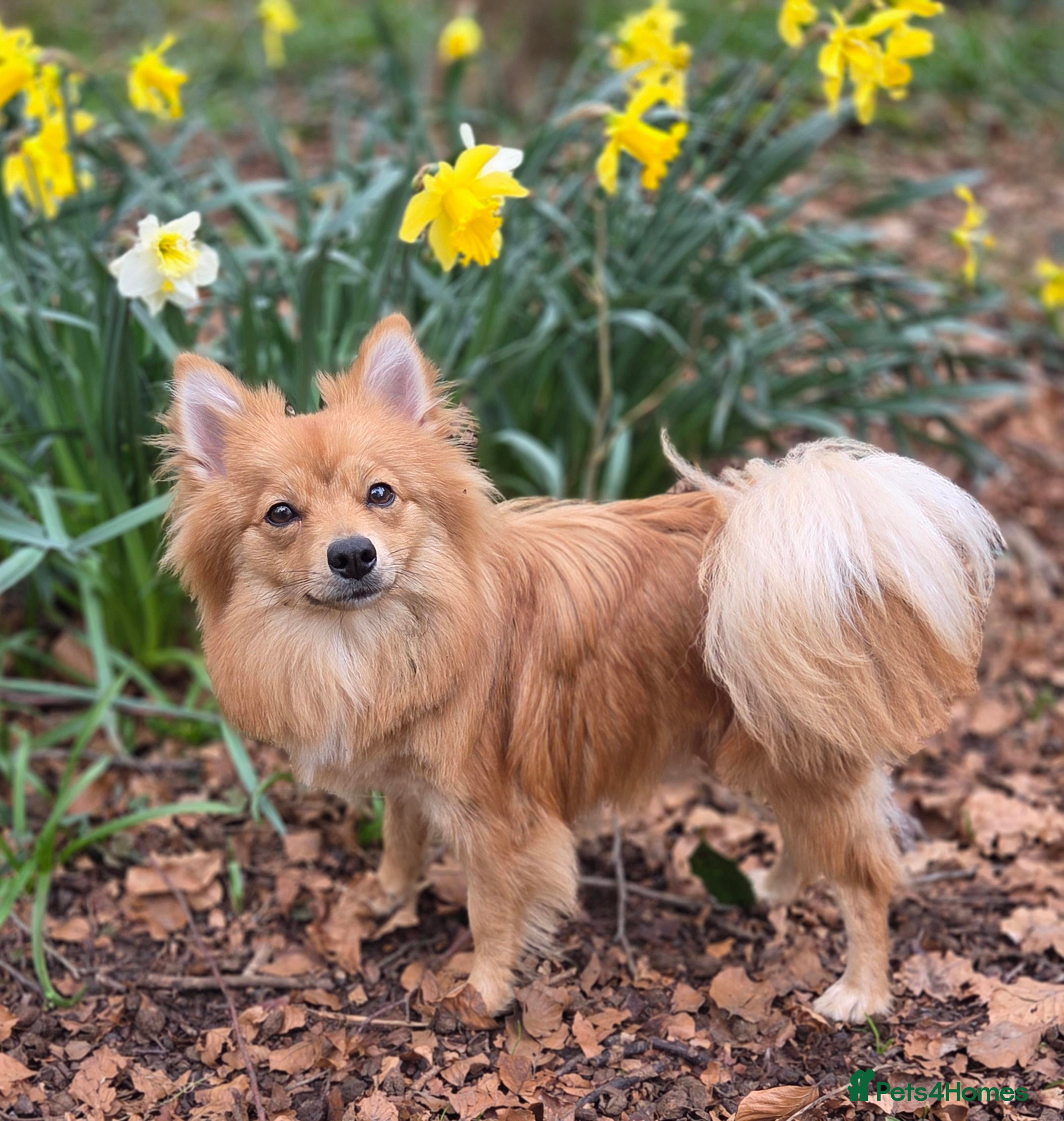 Mixed Breed dogs Beautiful Dog now her time to live her best life - Advert 1