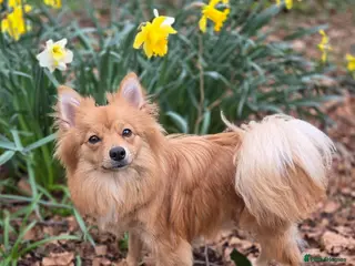 Mixed Breed dogs Beautiful Dog now her time to live her best life - Advert 1