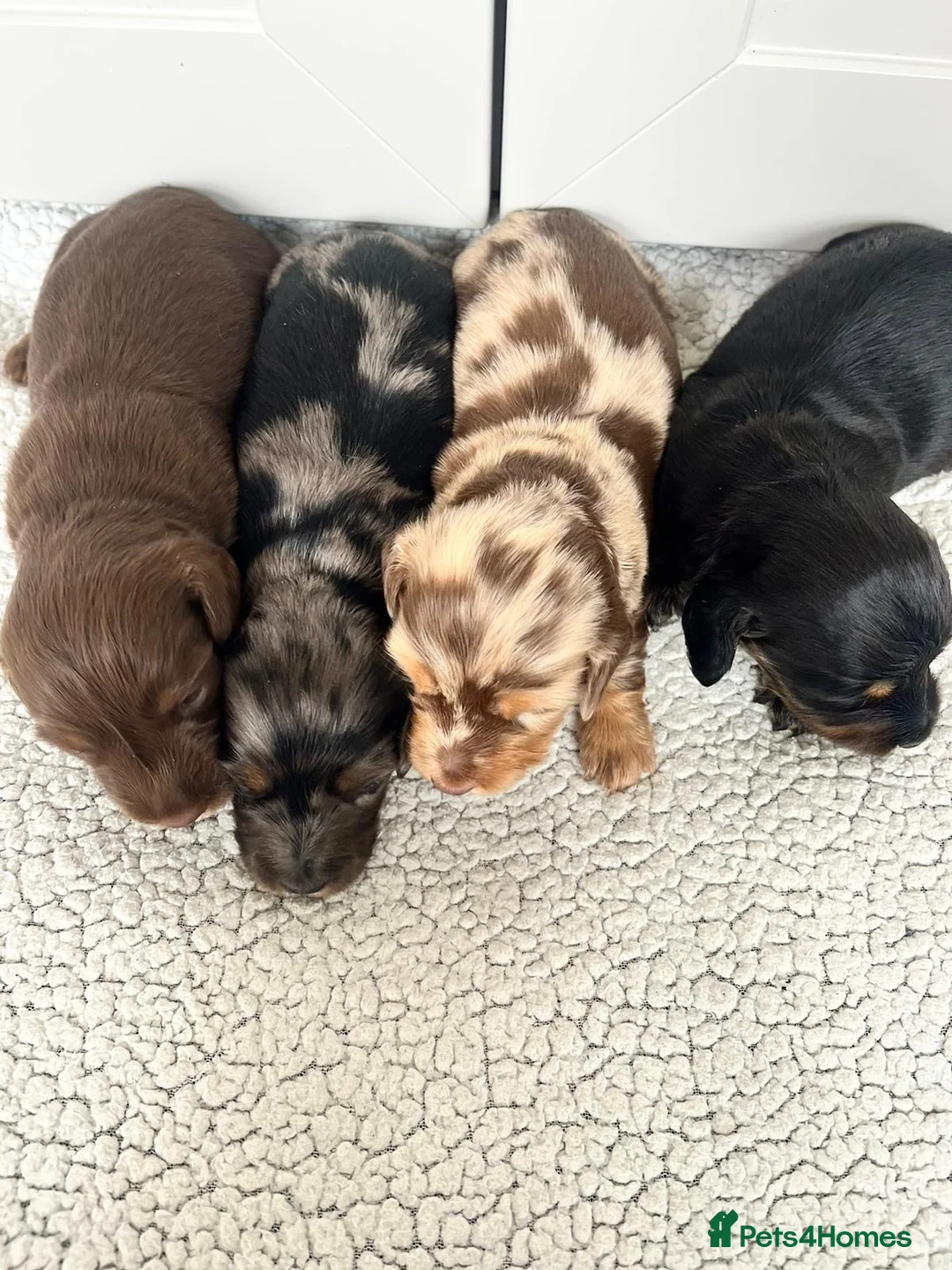 Miniature Dachshund dogs for sale: Stunning longhair miniature dachshunds - Advert 2