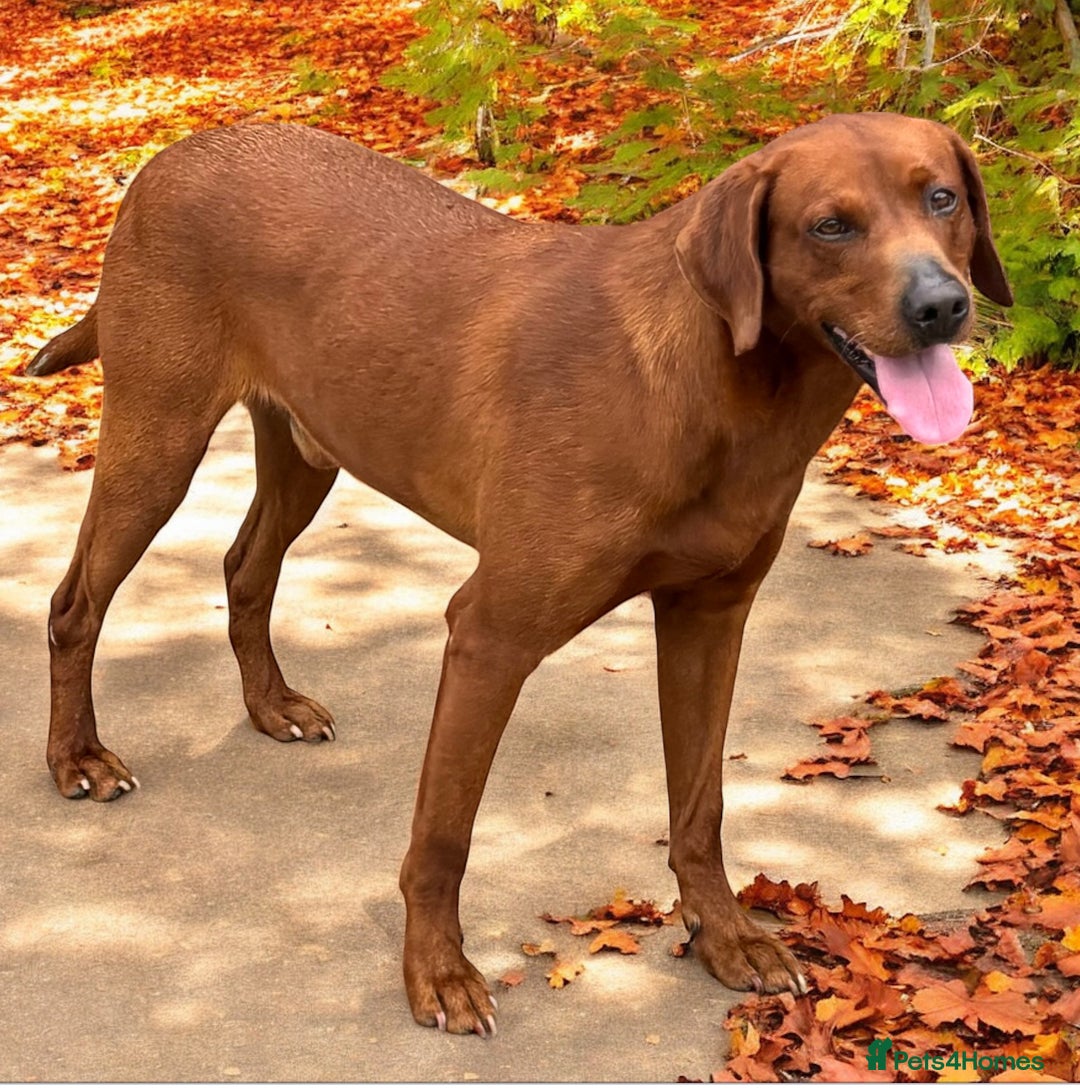 Labrador Retriever dogs for stud: Stunning Dark Red KC Reg Labrador  - Advert 2