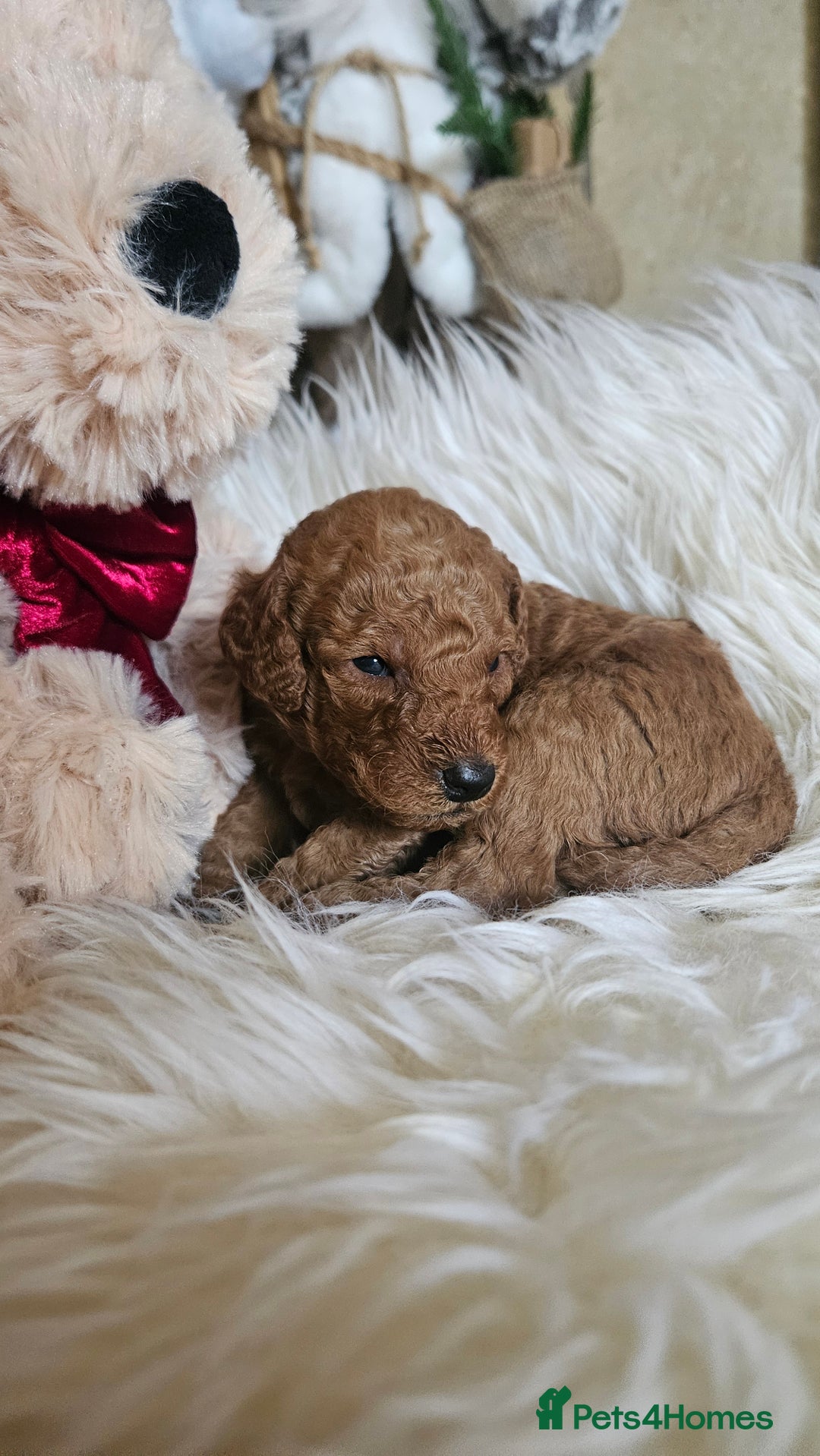 Miniature Poodle dogs for sale: Adorable miniature poodle puppies - Advert 7
