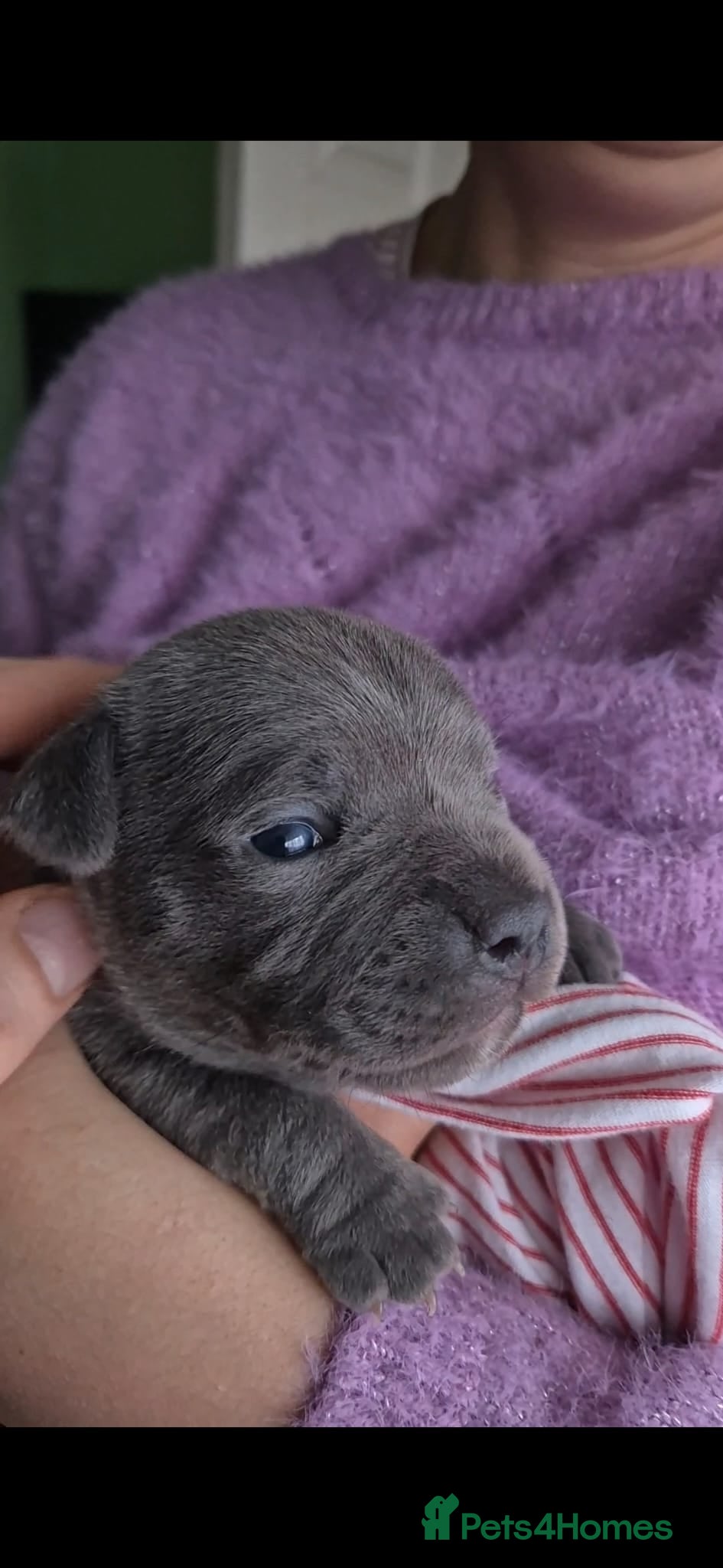 Staffordshire Bull Terrier dogs Blue Staffordshire Bull Terrier Puppy for Sale   - Advert 1
