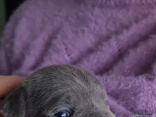 Staffordshire Bull Terrier dogs Blue Staffordshire Bull Terrier Puppy for Sale - Advert 1