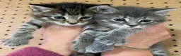 Mixed Breed cats for sale: Stunning Bengal x Tabby Kittens Ready Now! in Bradford - Advert 1