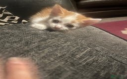British Shorthair cats for sale: 3 male white&tabby ginger kittens - Image 1