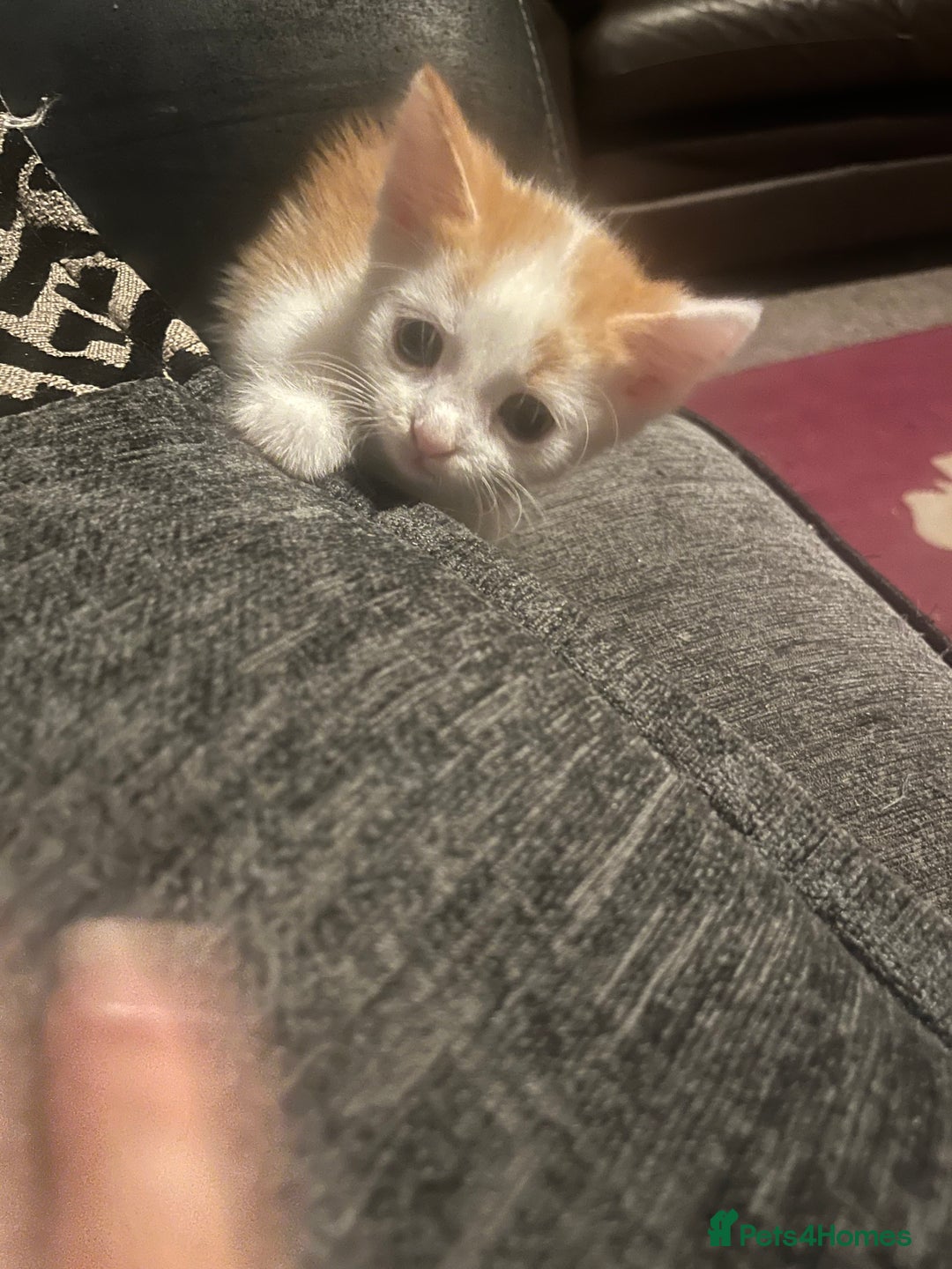 British Shorthair cats for sale: 3 male white&tabby ginger kittens - Image 1