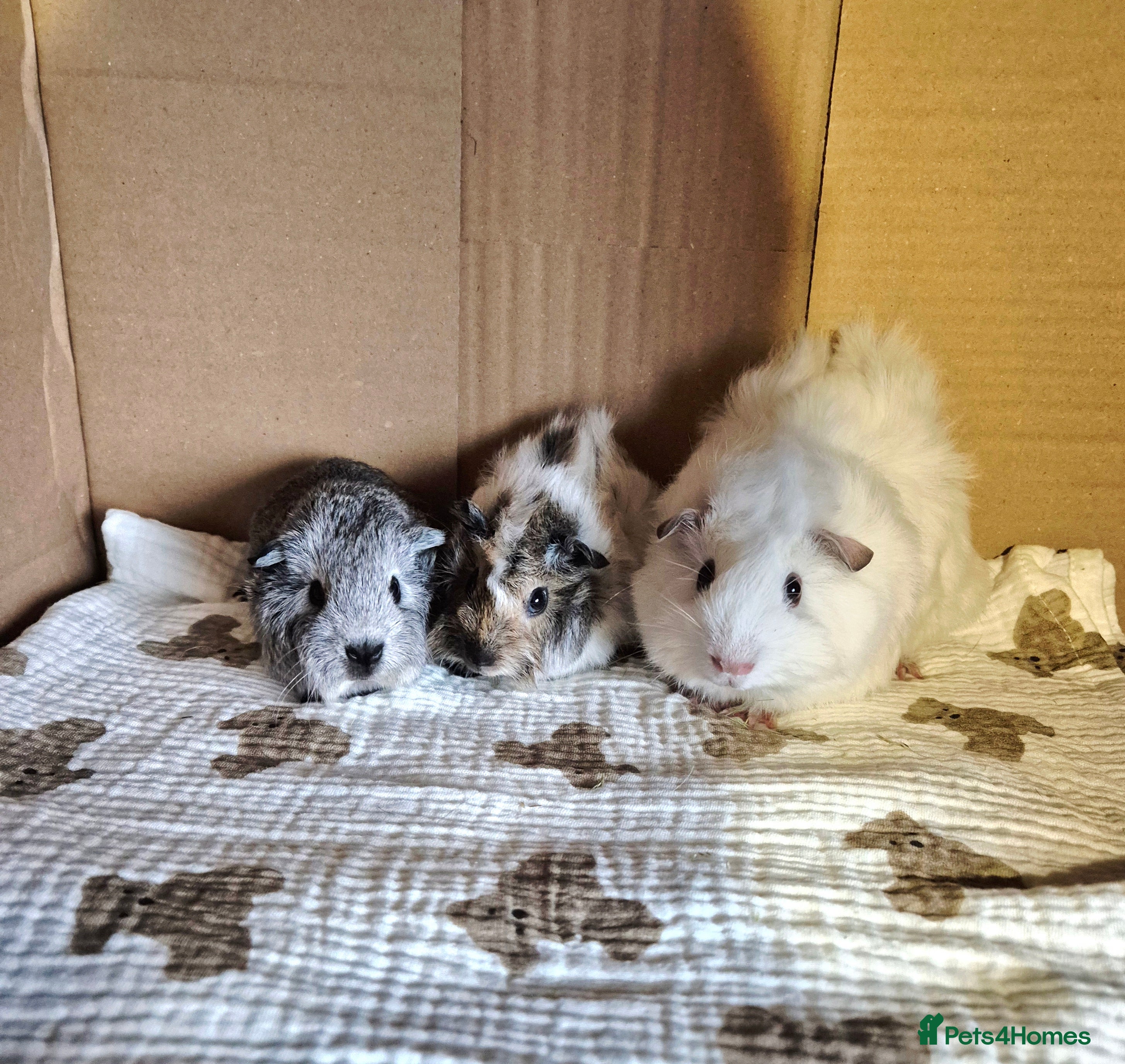 Guinea Pig rodents Baby Californian Guinea Pigs - Advert 1