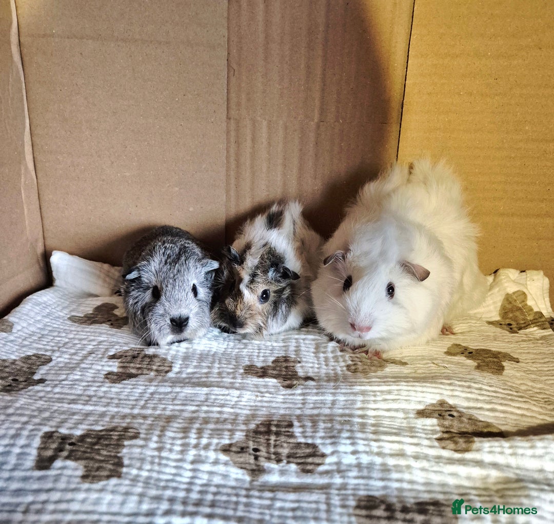 Guinea Pig rodents for sale: Baby Californian Guinea Pigs - Advert 1