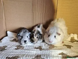 Guinea Pig rodents Baby Californian Guinea Pigs - Advert 12