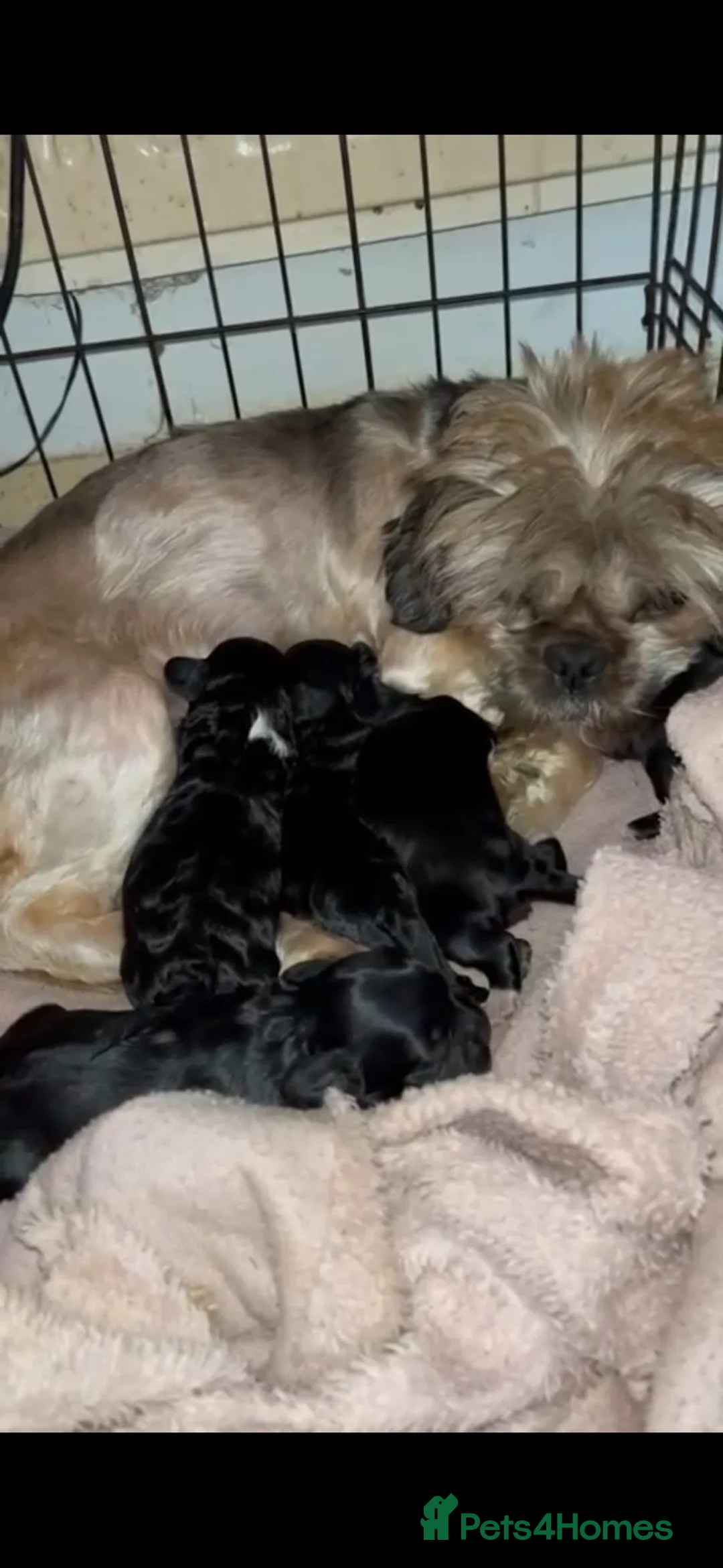 Shihpoo dogs for sale: Adorable shihpoo puppies available  - Advert 7