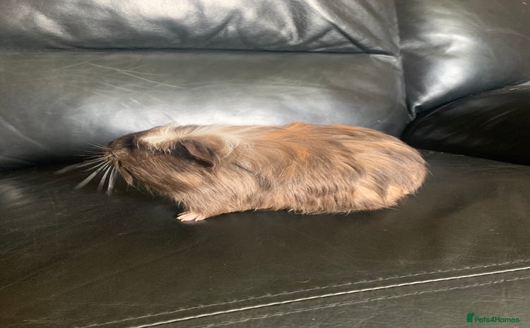 Guinea Pig rodents - Advert 1