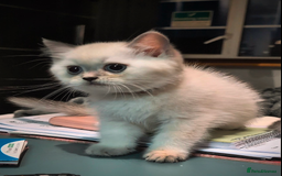 British Shorthair cats for sale: 💙❤️COLORPOINT 🐾BSH 🏆GCCF & TICA reg - Image 14