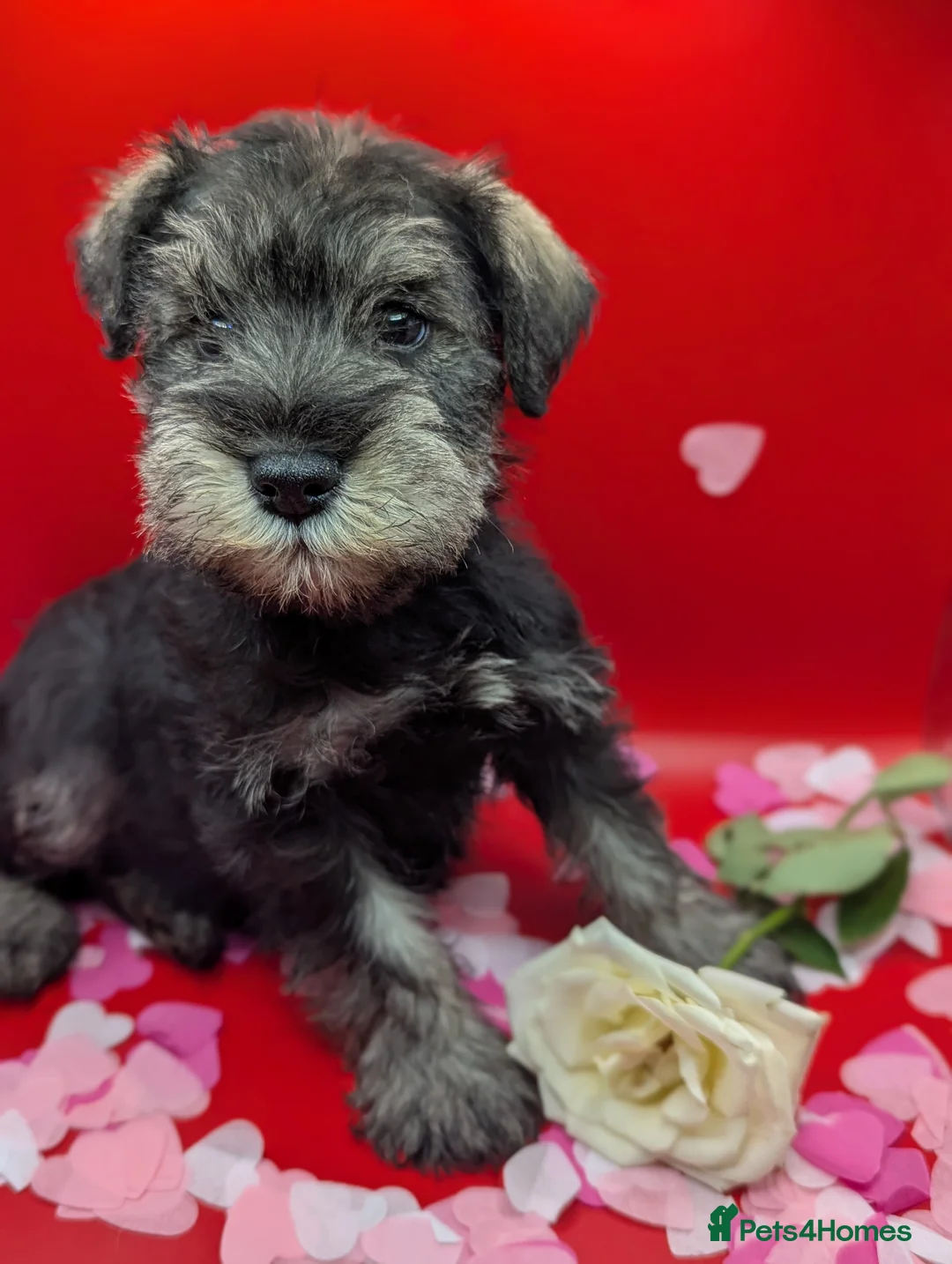 Miniature Schnauzer dogs for sale: Beautiful minture schnauzers pups available  - Advert 4