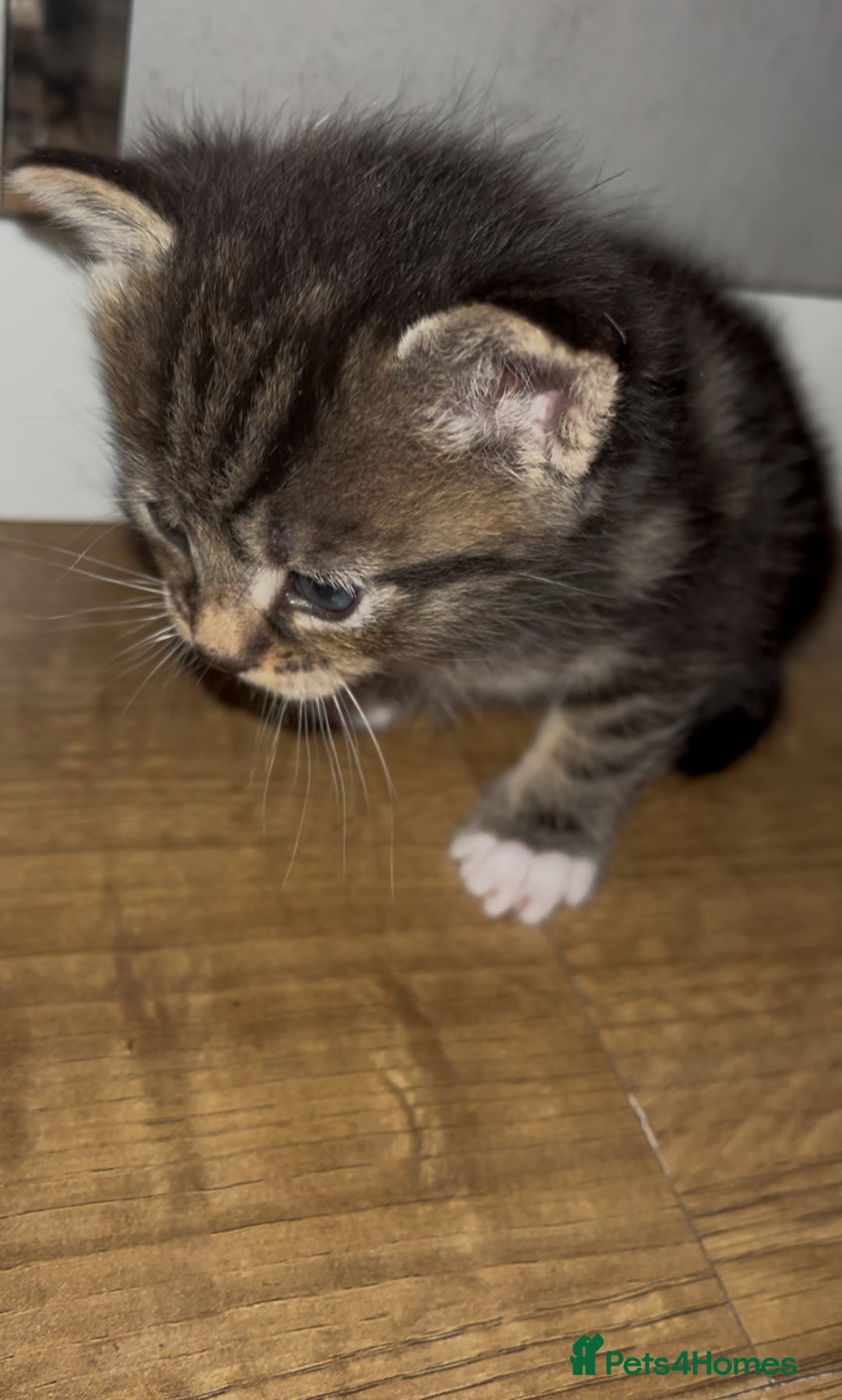 Mixed Breed cats for sale: Kittens  - Advert 2