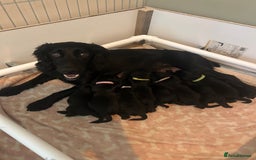 Cocker Spaniel dogs for sale: Cocker Spaniel Puppies - Image 7