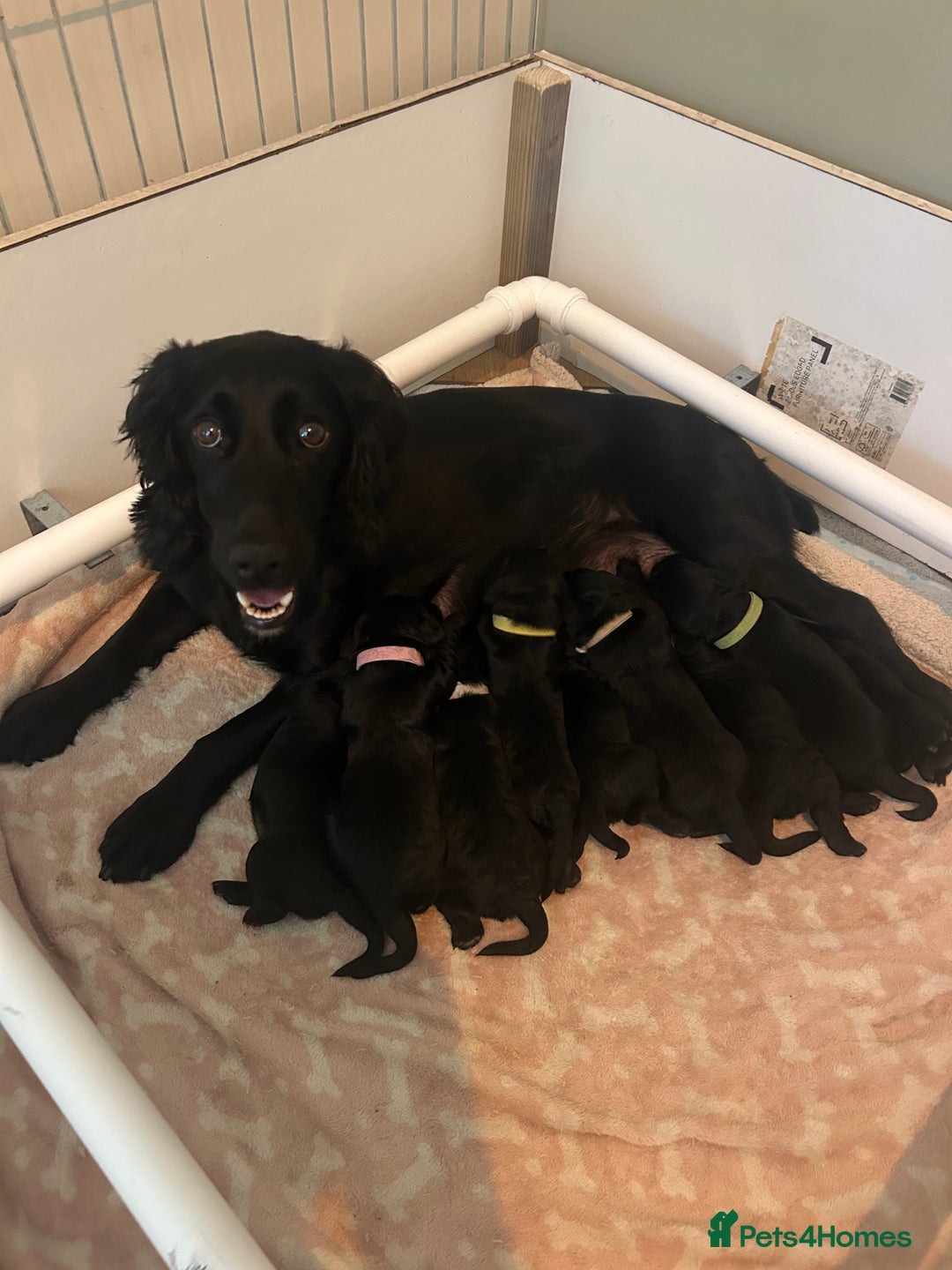Cocker Spaniel dogs for sale: Cocker Spaniel Puppies - Image 7