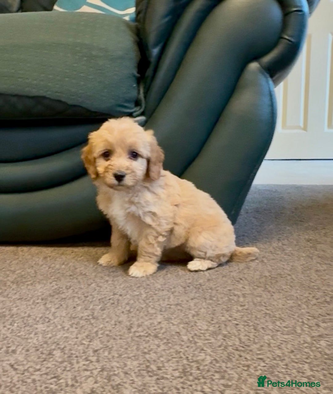 Cockapoo dogs for sale: cockerpoo puppies 3boys 3girls  - Advert 15