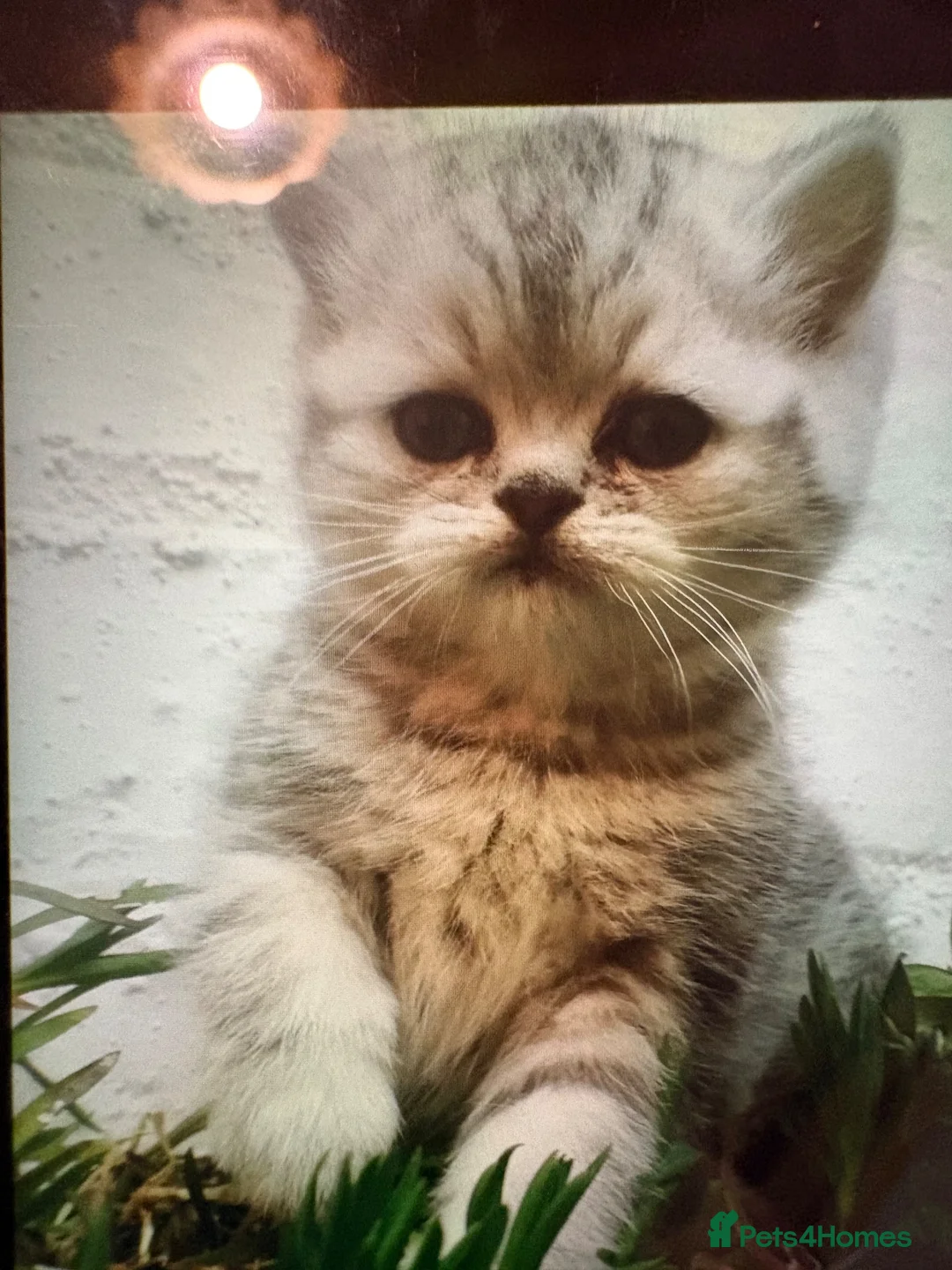 Exotic cats for sale: Exotic kittens Reduced  - Advert 4