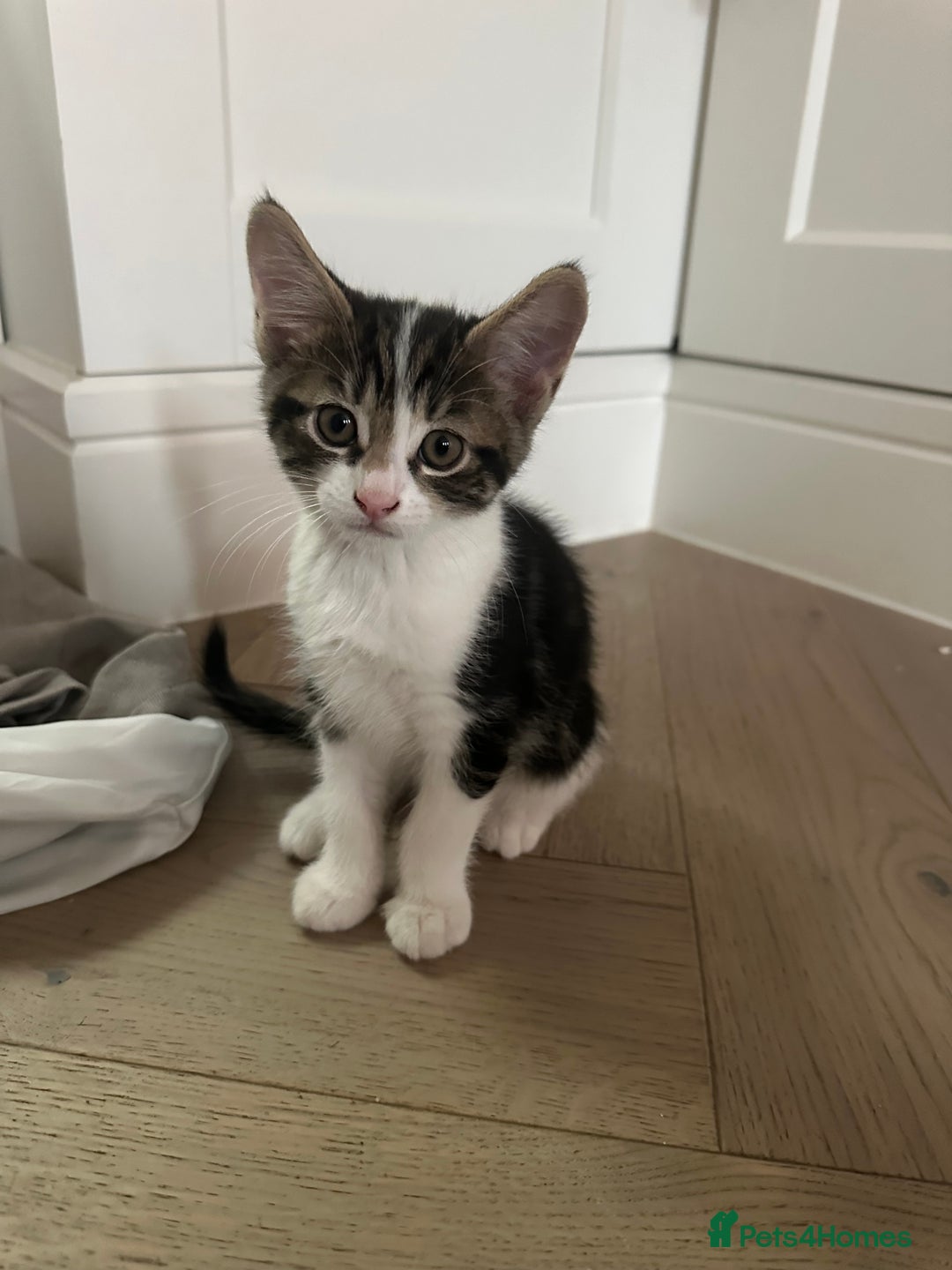 Mixed Breed cats for sale: Super cute and well behaved kittens - Image 1