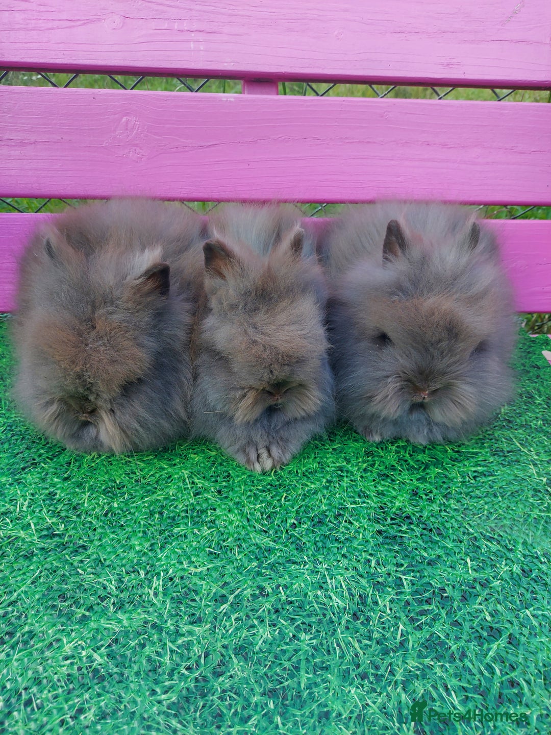 Lionhead rabbits for sale: Absolutely Gorgeous Chocolate DM Lionhead Babies - Image 2