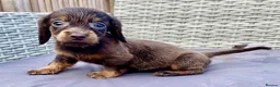 Dachshund dogs for sale: ‼️‼️Ready to leave miniature dashounds‼️‼️ - Advert 3