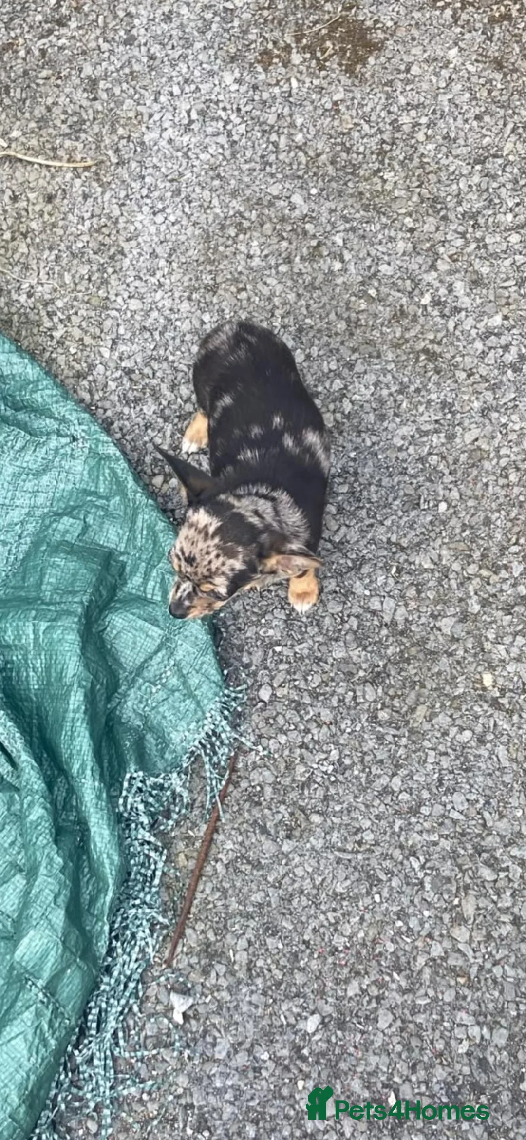 Chihuahua dogs for sale: Chihuahua in Romford - Advert 2