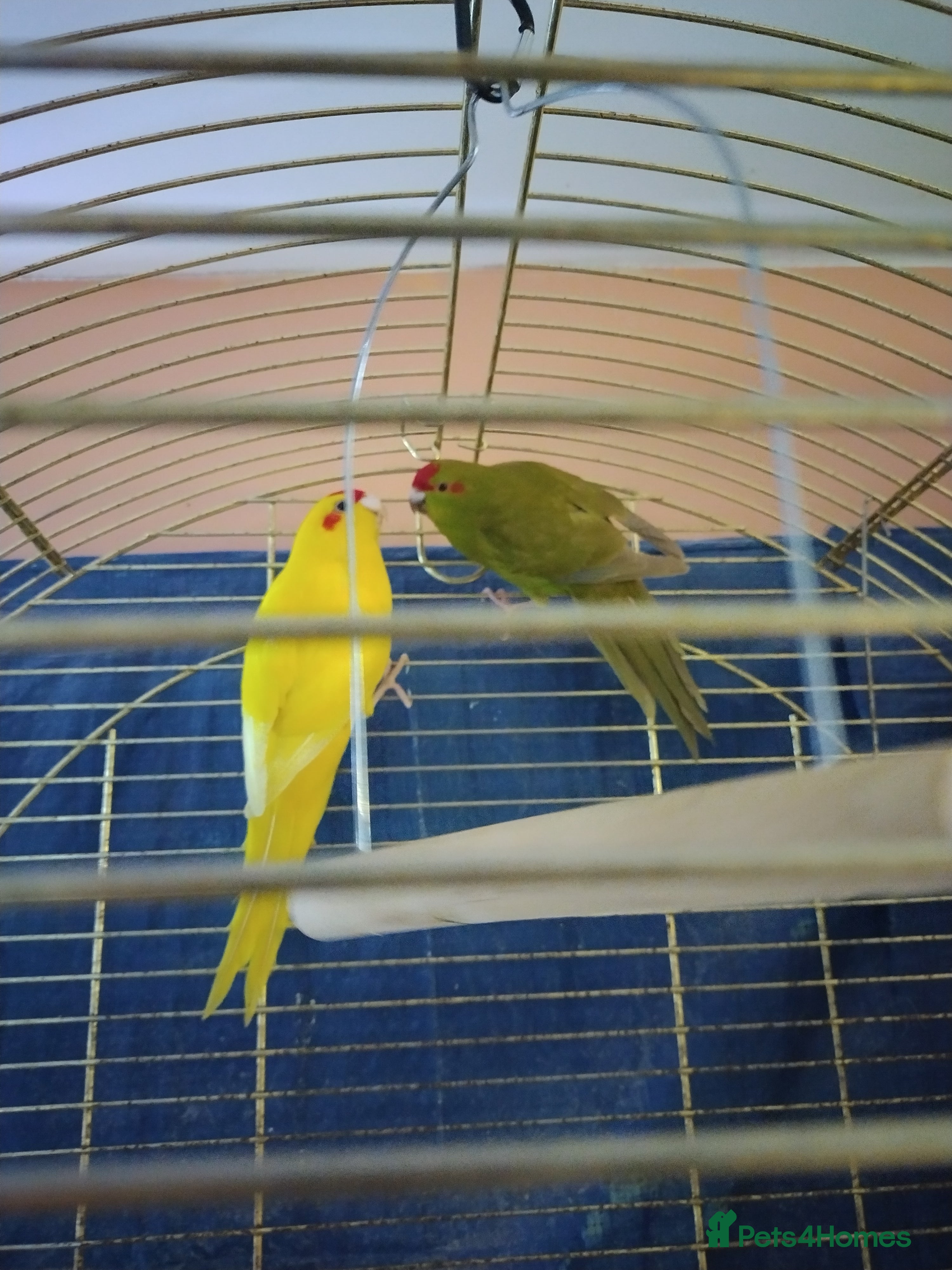 Parakeets birds For sale  - Advert 1