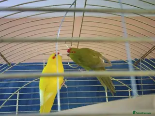 Parakeets birds For sale - Advert 2