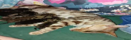 Bengal cats for sale: READY NOW - Advert 3