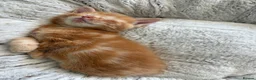 Mixed Breed cats for sale: Ready Saturday - Gorgeous Ragdoll X Ginger Kitten - Advert 14